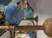 Quality budgies