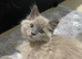 Beautiful blue Mitted ragdoll male