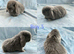 Baby Mini Lops ready to leave