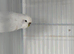 Various budgies