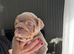 English bulldog puppy waiting list