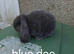 French lop girls