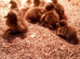 UNSEXED Indian Runner Ducklings
