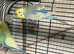 Budgies