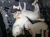 Beautiful kittens ready next monday