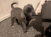 8 stunning Cane Corso looking for forever home