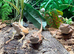 Hypo High Orange Genetic Stripe Leatherback Bearded Dragons at Birmingham Reptiles