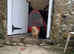 Gorgeous Home bred Chunky Labrador puppies