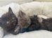 Ragdoll Maine coon cross kittens