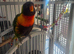 Rainbow lorikeet ozzie
