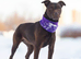 Female terrier