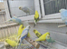 Baby rainbows and pied budgies