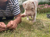 American bull dog x cane corso pup