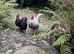 Hatching hen eggs
