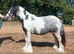 Miniature Cob