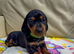 4 gorgeous miniature dachshund puppies