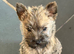 Beautiful KC Reg Cairn Terrier Puppies