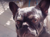 Frenchie