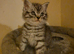 male British shorthair