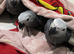 1 MALE LEFT Baby African greys