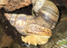 GIANT AFRICAN LAND SNAILS