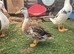 Silver Appleyard Bantam Female Duck