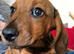 Miniature dachshund  1 male