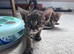 Last kitten available TICA Registered Savannah F4 Kittens