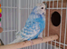 Beautiful pair of silly tame baby cockatiels and thier friends a pair of beautiful show budgies