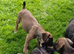 Boxer pups