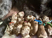 Rare tri Merle mini labradoodles