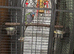 Lord Derbyan Male With Large Cage