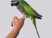 Beautiful hand tamed derbyan parrots for sale