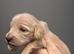 Cream mini dachshunds