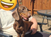 Mjni dachshund female