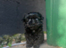 TINY BLACK FEMALE IMPERIAL SHIH TZU - £450