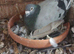 Young birds from this pair