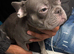 Female frenchy