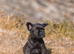 Floodle & fluffy French bulldog puppies