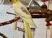 Beautiful young hen cockatiel for aviary only!