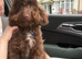 Gorgeous coco brown miniature poodle puppy 8 months old