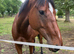 16.1 tb gelding - mocha