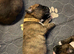 Beautiful full boxer puppies 5 boys 3 girls