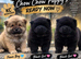 REDUCED 3 KC REGISTERED CHOW CHOW PUPPIES – CARDIFF