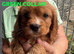 7 beautiful Cockalier females available