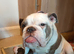 English bulldog puppies