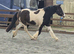 Coloured gelding one for the future.
