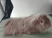Female guinea pig