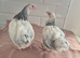 Light sussex batams pullets