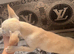 Dior cream chihuahua